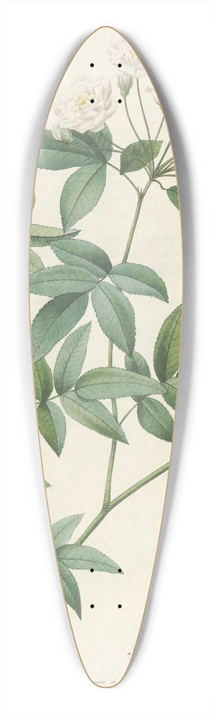 Pierre Joseph Redout - Rosa Banksiae 39.3 inch art pintail longboard deck