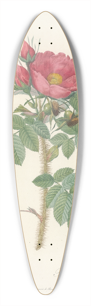 Pierre Joseph Redout - Rosa Kamtschatica 39.3 inch art pintail longboard deck