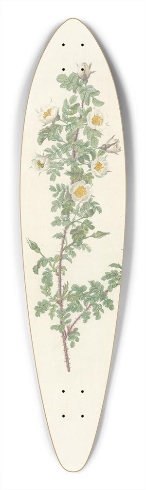 Pierre Joseph Redout - Rosa Pimpinellifolia Pumila 39.3 inch art pintail longboard deck