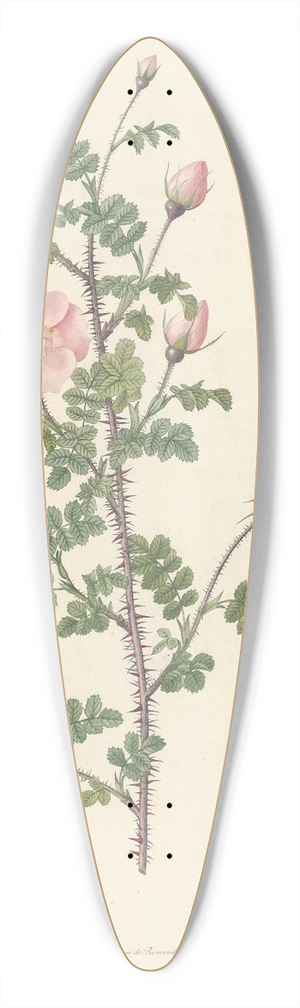 Pierre Joseph Redout - Rosa Pimpinellifolia Rubra 39.3 inch art pintail longboard deck