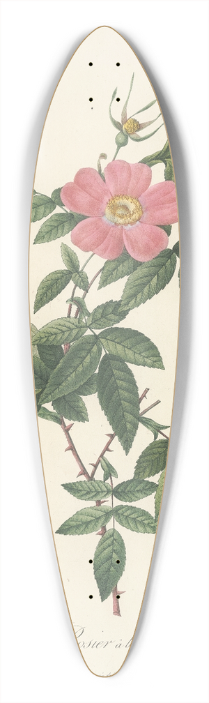 Pierre Joseph Redout - Rosa Reclinata Flore Simplici 39.3 inch art pintail longboard deck