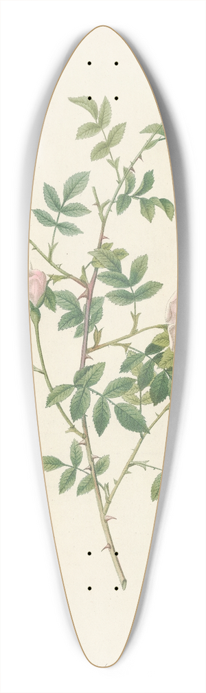 Pierre Joseph Redout - Rosa Sepium Rosea 39.3 inch art pintail longboard deck