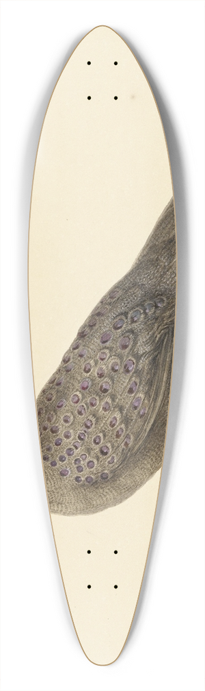 Pieter Pietersz. Barbiers - Spiegelpauw 39.3 inch art pintail longboard deck