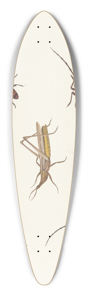 Pieter Withoos - A Sheet with Seven Different Insects 39.3 inch art pintail longboard deck