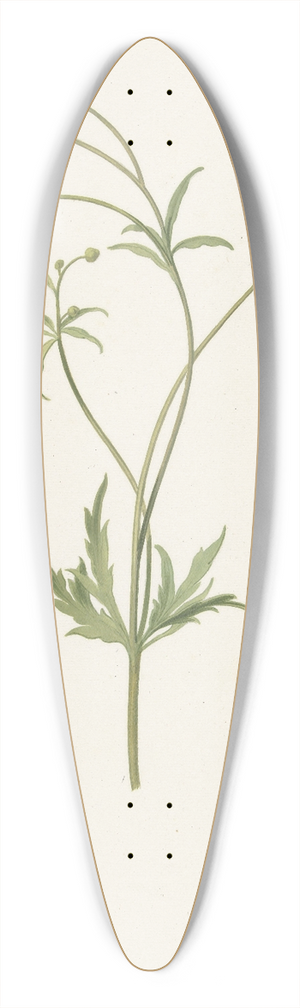 Pieter Withoos - Dubbele gele ranonkel en insekt 39.3 inch art pintail longboard deck Pieter Withoos - Dubbele gele ranonkel en insekt 39.3 inch art pintail longboard deck