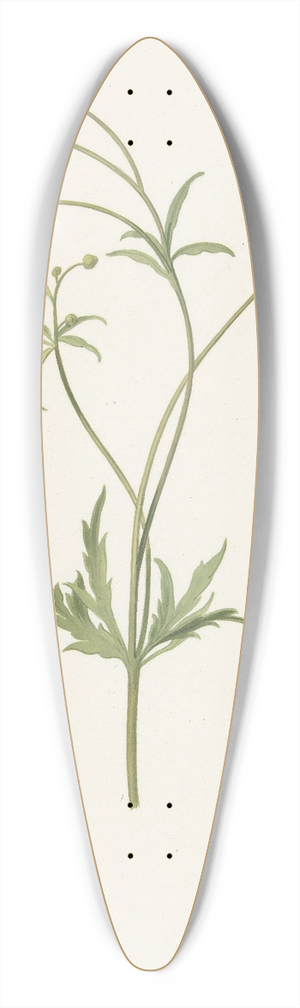 Pieter Withoos - Dubbele gele ranonkel en insekt 39.3 inch art pintail longboard deck Pieter Withoos - Dubbele gele ranonkel en insekt 39.3 inch art pintail longboard deck