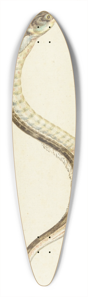 Pieter Withoos - Zeenaald (Syngnatus Acus) 39.3 inch art pintail longboard deck
