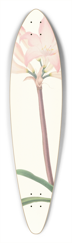 Priscilla Susan Bury - Amaryllis Belladonna 39.3 inch art pintail longboard deck