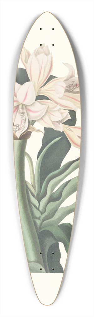 Priscilla Susan Bury - Crinum Scabrum 39.3 inch art pintail longboard deck