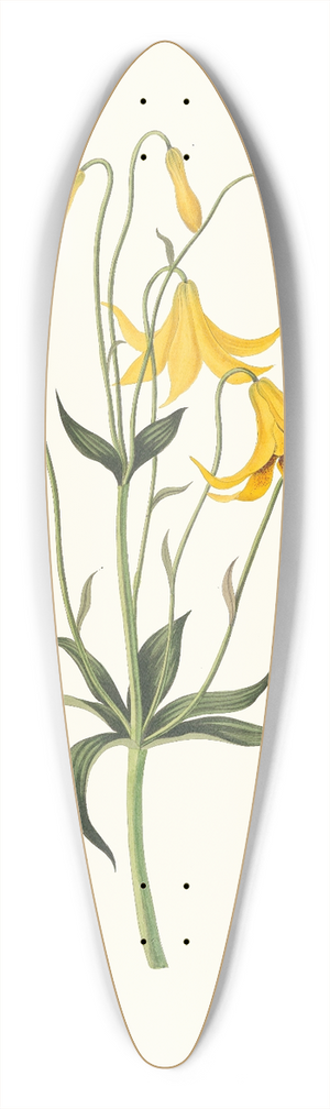Priscilla Susan Bury - Lilium Canadense. [Canada Lily, Wild Yellow Lily] 39.3 inch art pintail longboard deck