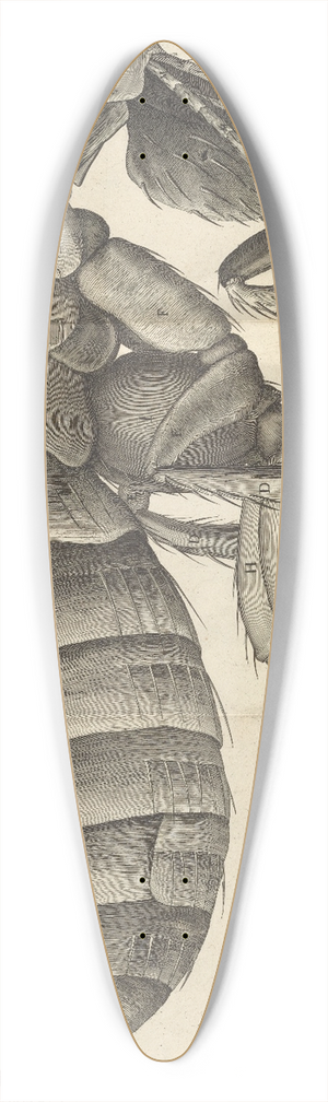 Robert Hooke - Microscopic view of a flea 39.3 inch art pintail longboard deck Robert Hooke - Microscopic view of a flea 39.3 inch art pintail longboard deck