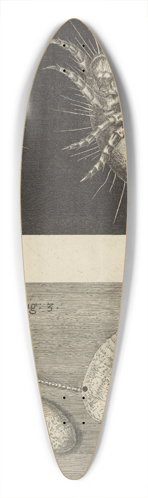 Robert Hooke - Microscopic view of mites 39.3 inch art pintail longboard deck Robert Hooke - Microscopic view of mites 39.3 inch art pintail longboard deck