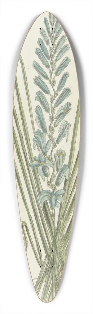 Robert Jacob Gordon - Ixia viridiflora Larn. (Turqoise ixia) 39.3 inch art pintail longboard deck