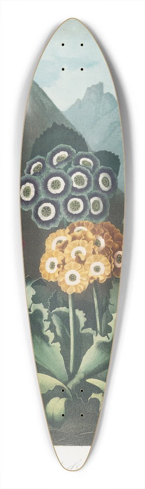 Robert John Thornton - A Group Of Auriculas 39.3 inch art pintail longboard deck