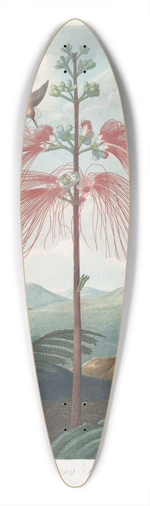 Robert John Thornton - Large Flowering Sensitive Plant. 39.3 inch art pintail longboard deck