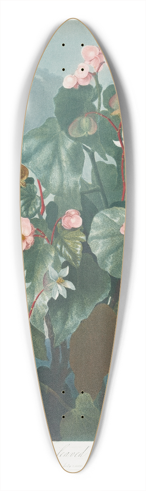 Robert John Thornton - The Oblique-Leaved Begonia 39.3 inch art pintail longboard deck