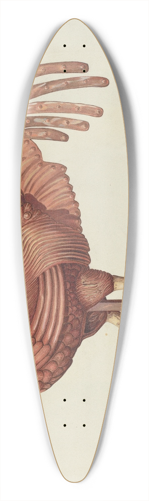 Robert Pohle - Weather Vane 39.3 inch art pintail longboard deck