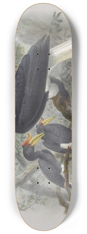 Daniel Giraud Elliot - Buceros rhinoceros 8.25 inch art skate deck