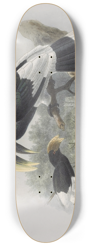 Daniel Giraud Elliot - Bycanistes albotibialis 8.25 inch art skate deck