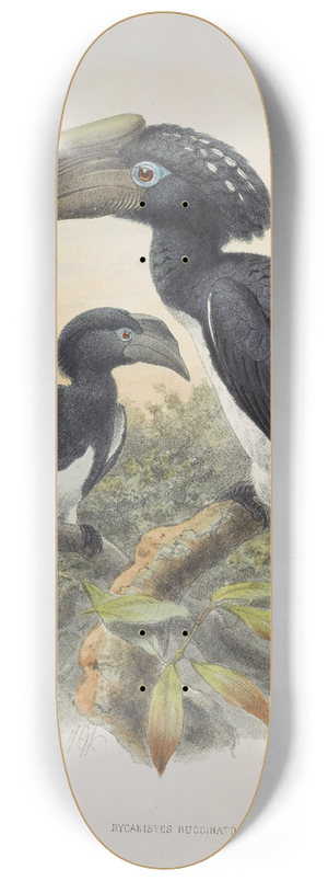 Daniel Giraud Elliot - Bycanistes buccinator 8.25 inch art skate deck