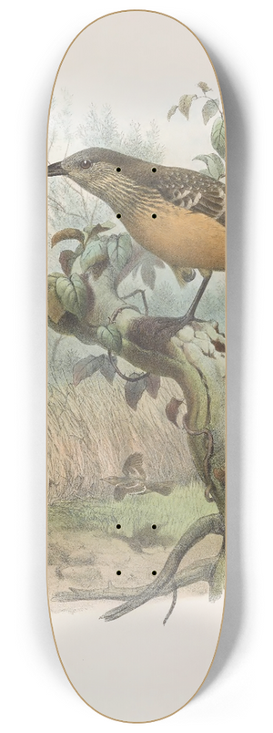 Daniel Giraud Elliot - Chlamydodera cervineiventris 8.25 inch art skate deck