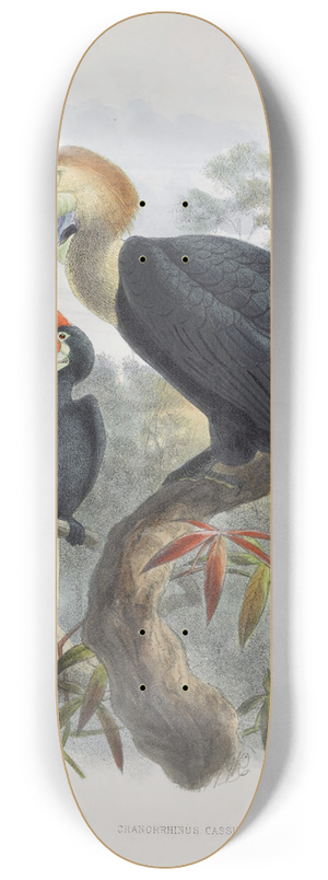 Daniel Giraud Elliot - Cranorrhinus cassidix 8.25 inch art skate deck