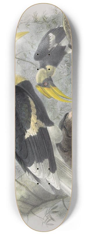 Daniel Giraud Elliot - Dichoceros bicornis 8.25 inch art skate deck