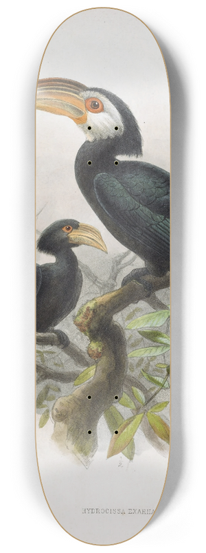 Daniel Giraud Elliot - Hydrocissa exarhatus 8.25 inch art skate deck