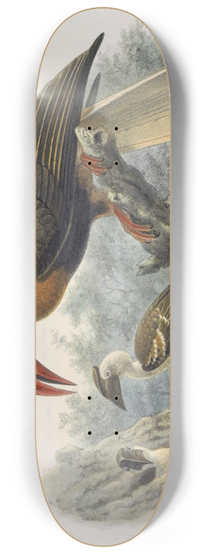 Daniel Giraud Elliot - Hydrocorax planicornis 8.25 inch art skate deck