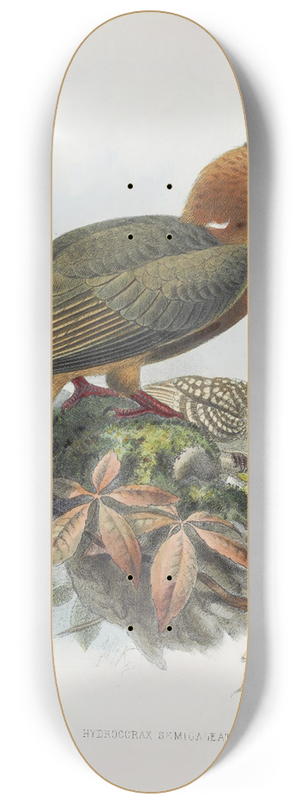 Daniel Giraud Elliot - Hydrocorax semigaleatus 8.25 inch art skate deck