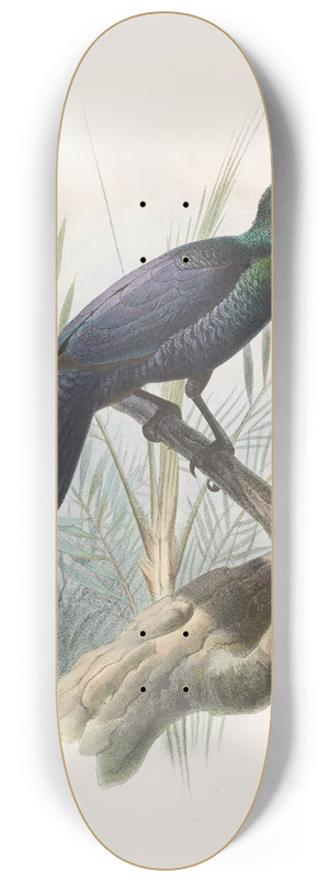 Daniel Giraud Elliot - Manucodia atra 8.25 inch art skate deck