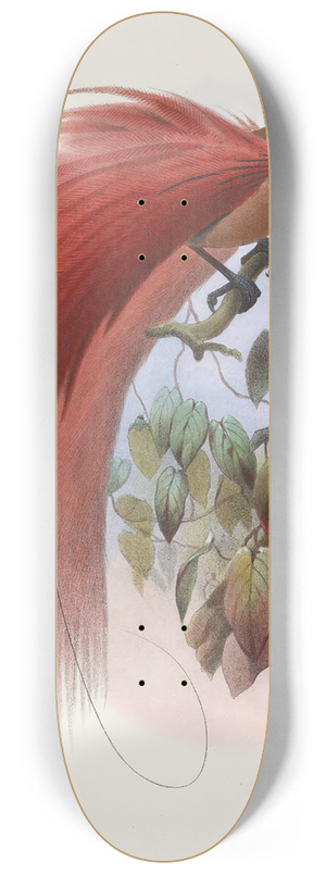 Daniel Giraud Elliot - Paradisea raggiana 8.25 inch art skate deck