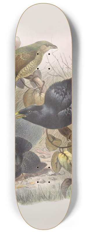 Daniel Giraud Elliot - Ptilorhynchus violaceus 8.25 inch art skate deck