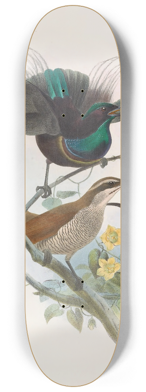 Daniel Giraud Elliot - Ptiloris Alberti 8.25 inch art skate deck