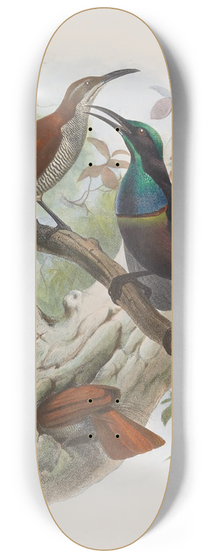 Daniel Giraud Elliot - Ptiloris magnificus 8.25 inch art skate deck