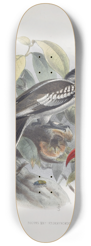Daniel Giraud Elliot - Tockus erythrorhynchus 8.25 inch art skate deck