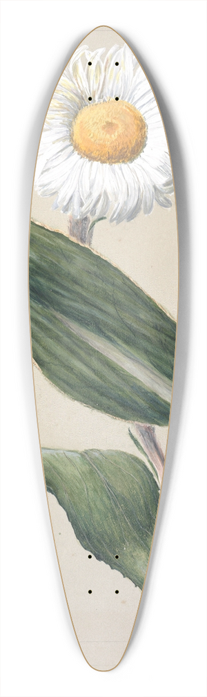 Sarah Featon - Celmisia holosericea; Celmisia hybrid (New Zealand mountain daisies) 39.3 inch art pintail longboard deck