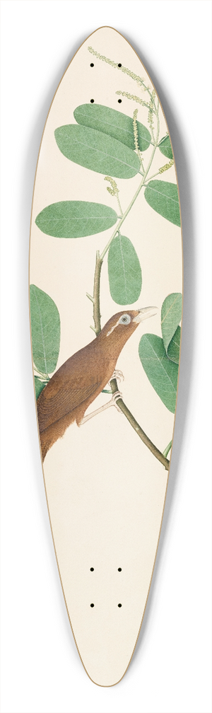 Sheikh Zain al-Din - Hwamei on Terminalia Branch 39.3 inch art pintail longboard deck