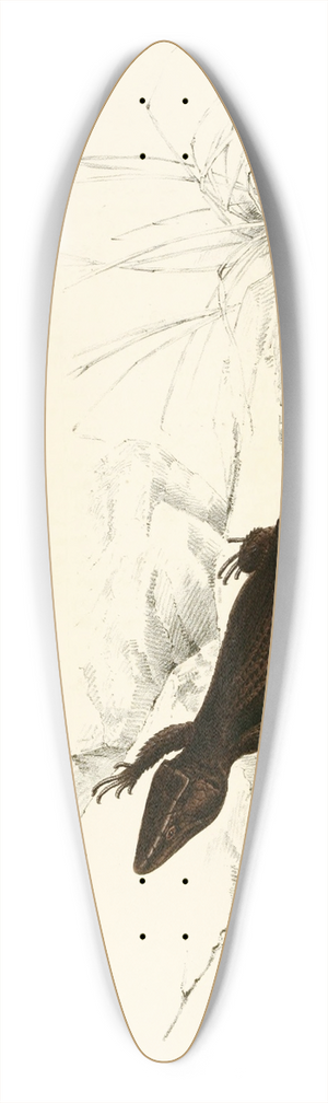 Sir Andrew Smith - Cordylus Fasciatus, Cordylus Capdensis 39.3 inch art pintail longboard deck