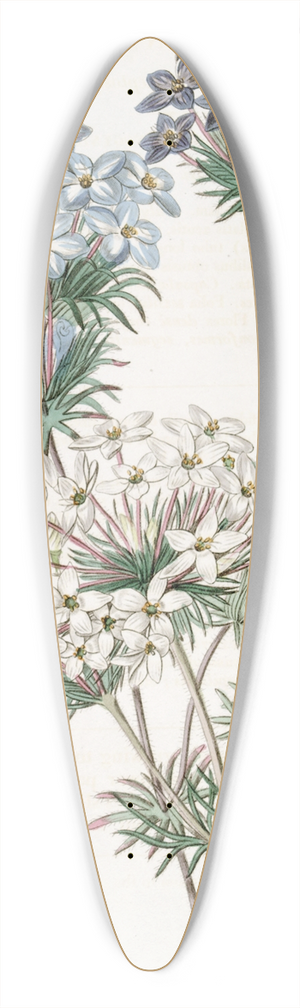 Sydenham Edwards - Androsace-like Leptosiphon 39.3 inch art pintail longboard deck