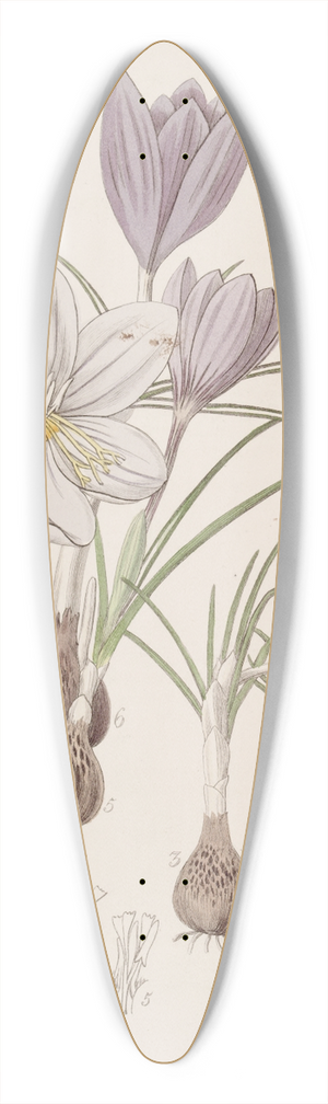 Sydenham Edwards - Autumnal Crocuses 39.3 inch art pintail longboard deck