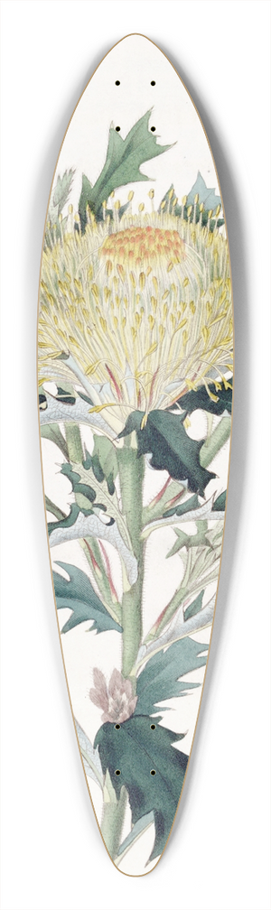 Sydenham Edwards - Baxters Hemiclidia 39.3 inch art pintail longboard deck