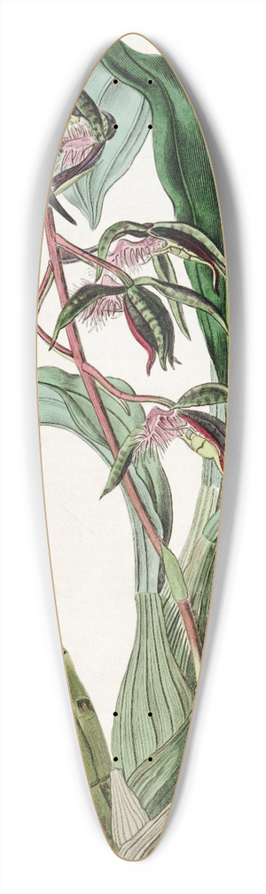 Sydenham Edwards - Bearded Flywort 39.3 inch art pintail longboard deck