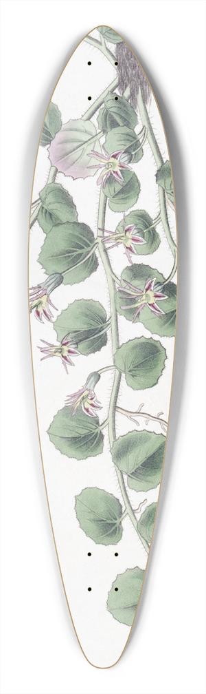 Sydenham Edwards - Begonia-leaved Pratia 39.3 inch art pintail longboard deck