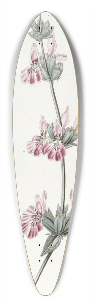 Sydenham Edwards - Bladdery Stachys 39.3 inch art pintail longboard deck
