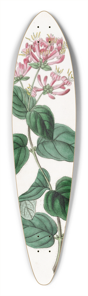 Sydenham Edwards - Bristly Honeysuckle 39.3 inch art pintail longboard deck