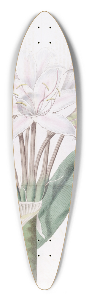 Sydenham Edwards - Broad-leaved Crinum 39.3 inch art pintail longboard deck