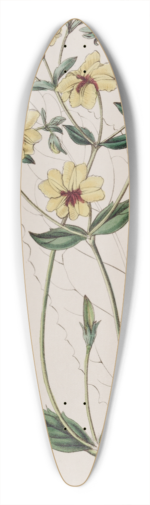 Sydenham Edwards - Broad-leaved Euthales 39.3 inch art pintail longboard deck