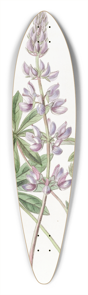 Sydenham Edwards - Broad-leaved lupine 39.3 inch art pintail longboard deck