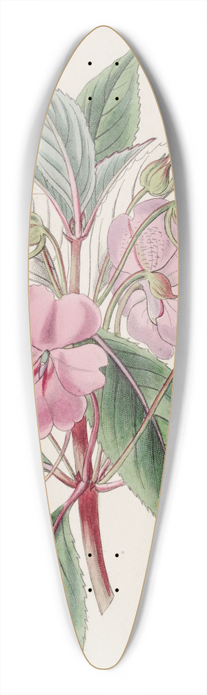 Sydenham Edwards - Broad-petaled Balsam 39.3 inch art pintail longboard deck